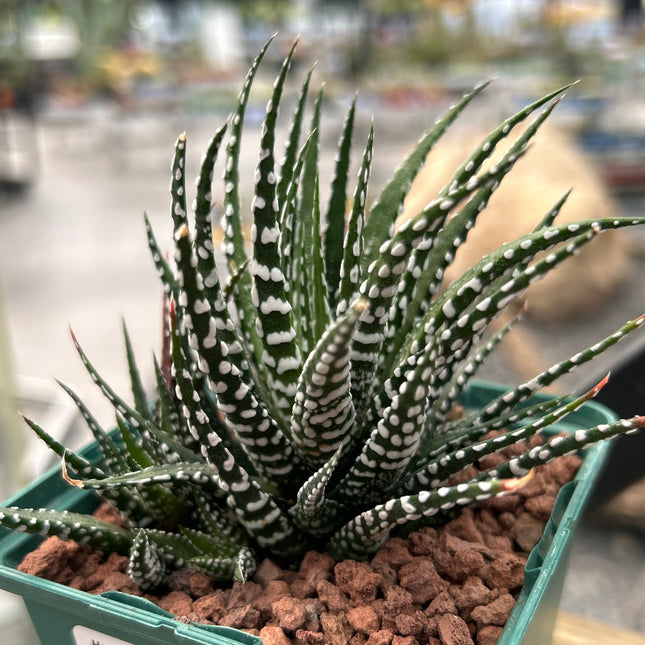 Haworthiopsis 'Krausli'