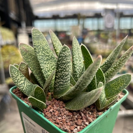 Gasteria disticha