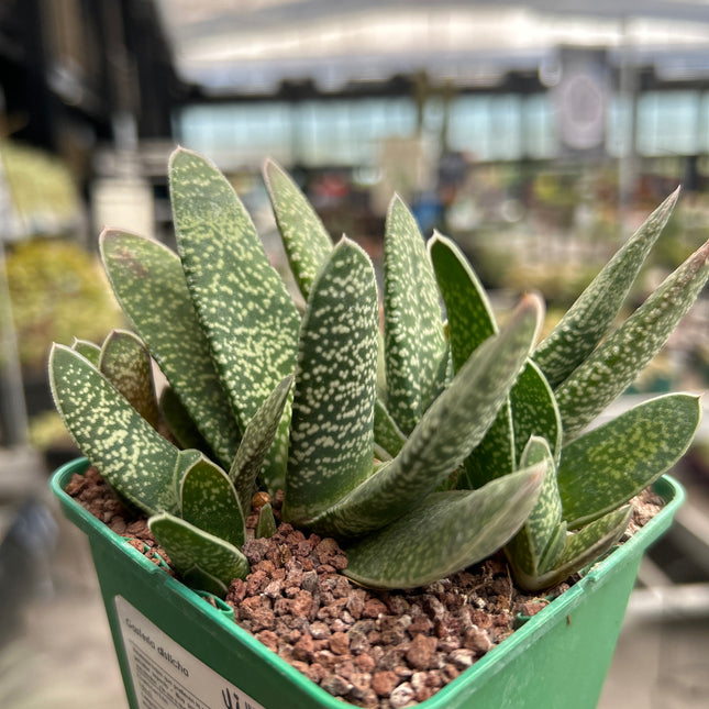 Gasteria disticha