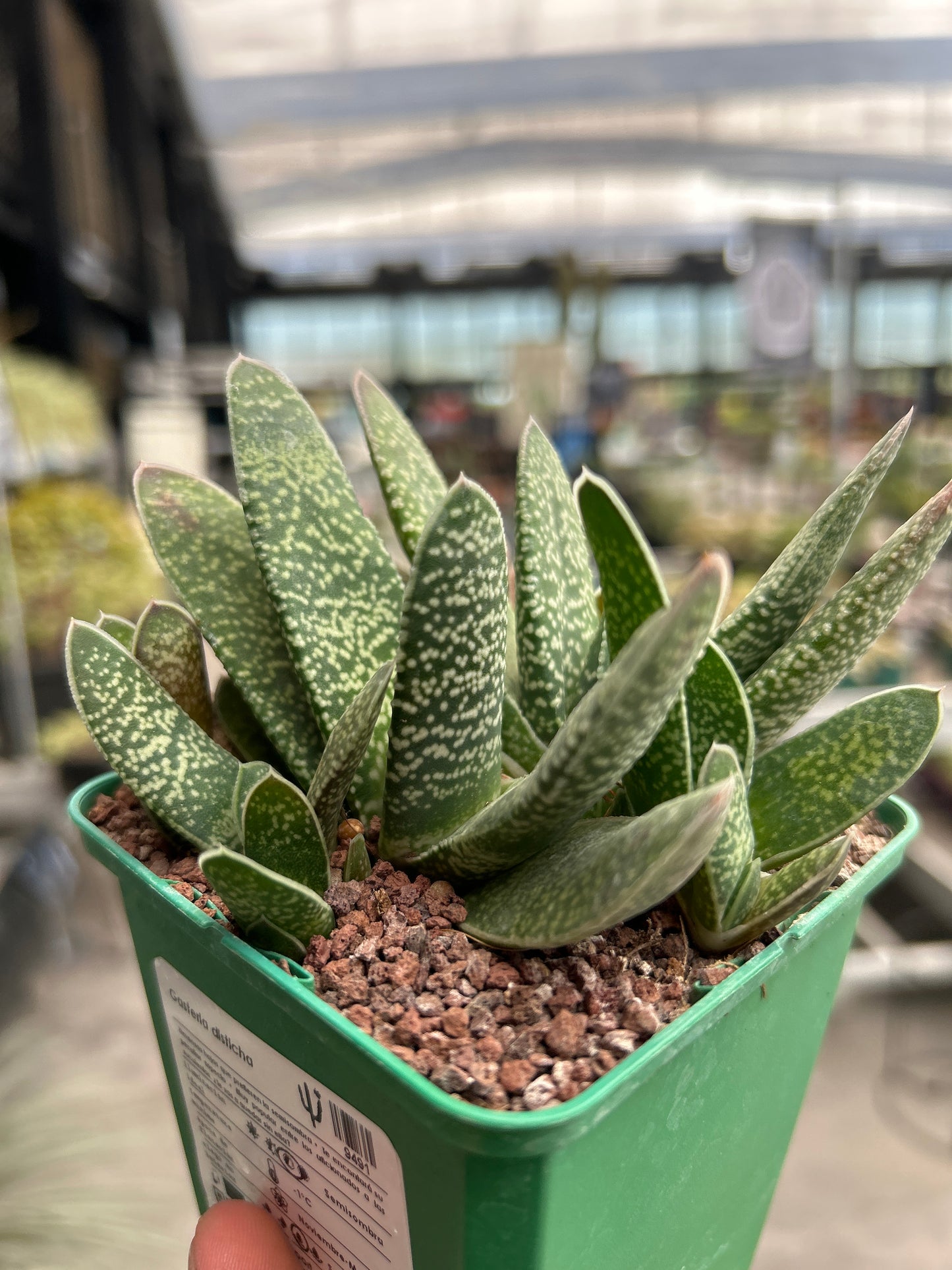 Gasteria disticha