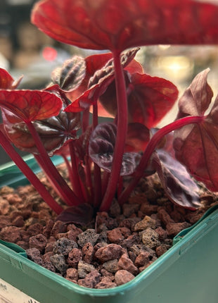 Peperomia ‘Red luna’