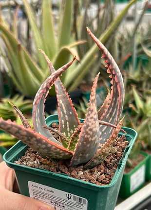 Aloe 'Carola'