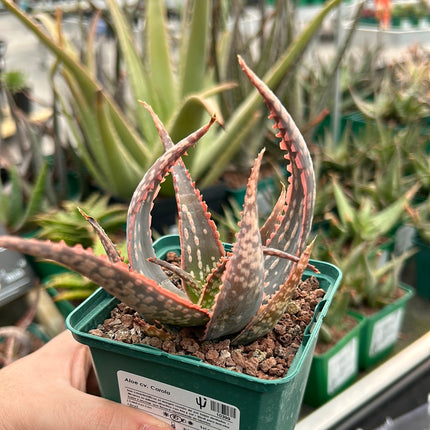 Aloe 'Carola'