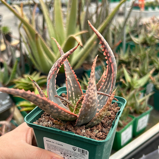 Aloe ‘Carola’