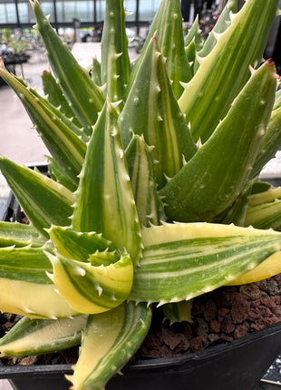 Aloe mitriformis f. variieren