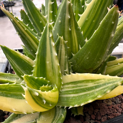 Aloe mitriformis f. variegata