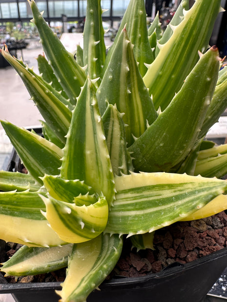Aloe mitriformis f. variieren