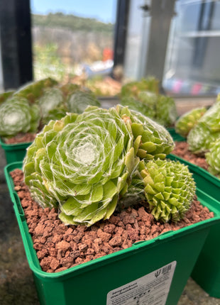 Cobweb Houseleek