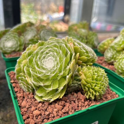 Sempervivum arachnoideum