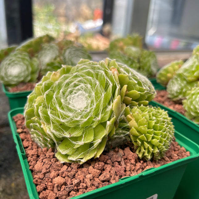 Cobweb Houseleek