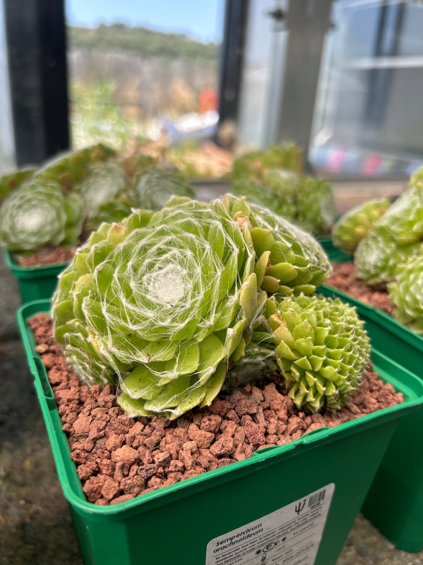 Sempervivum arachncoideum