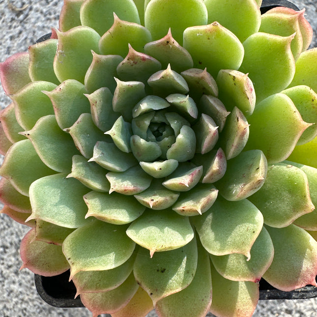 Echeveria ‘Namib’ | Das Juwel der Dünen