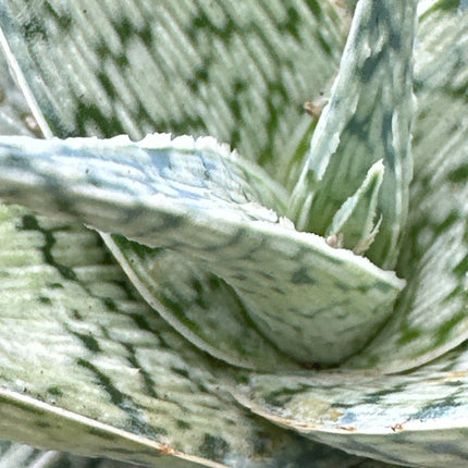 Aloe 'White Fox' | Aloe híbrido 'Raposa Branca'