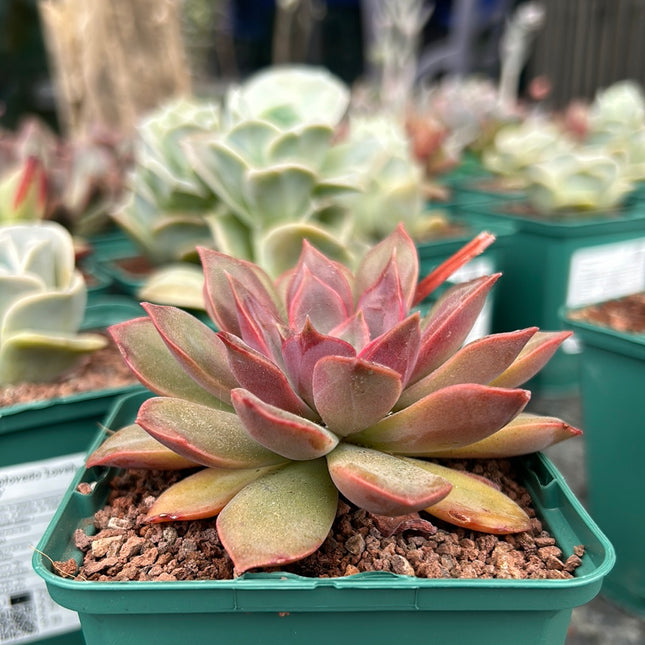 Echeveria ‘Tobarensis’
