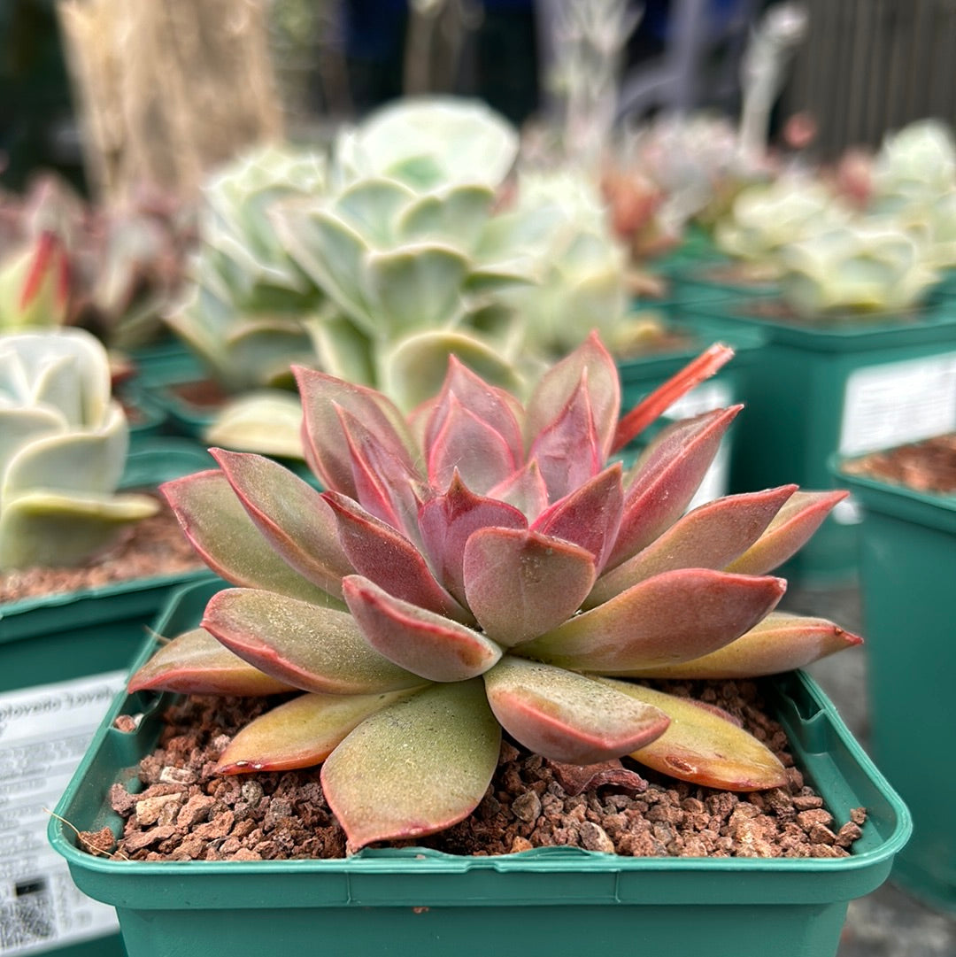 Echeveria ‘Tobarensis’