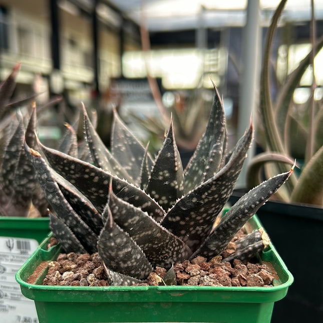 x Gasteraloe ‘Tess’