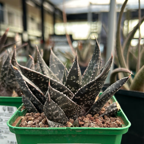 x Gasteraloe 'Tess'