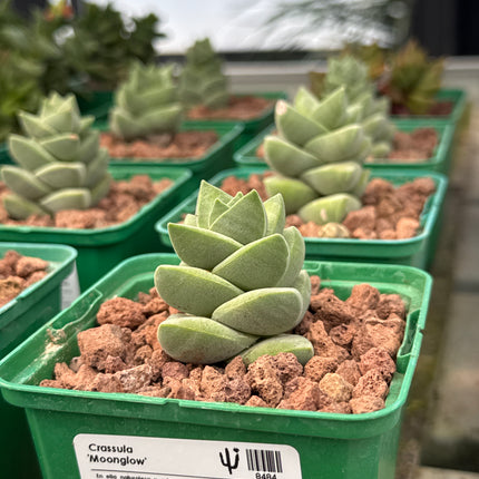Crassula 'Moonglow'