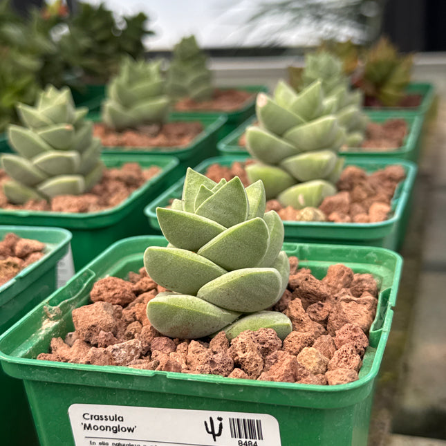 Crassula 'Moonglow'