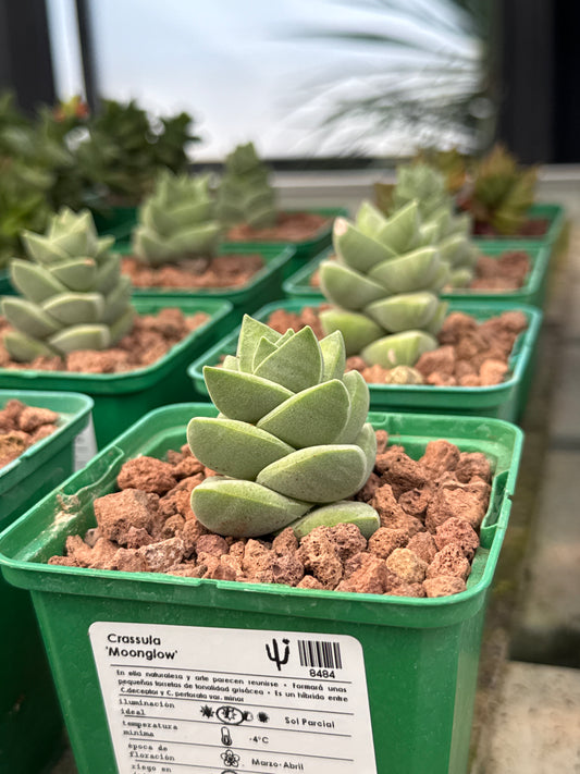 Crassula 'Moonglow'