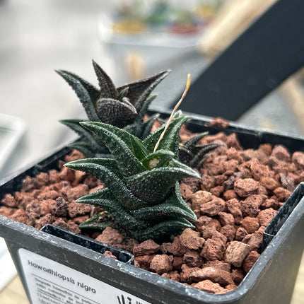 Haworthiopsis nigra var. nigra