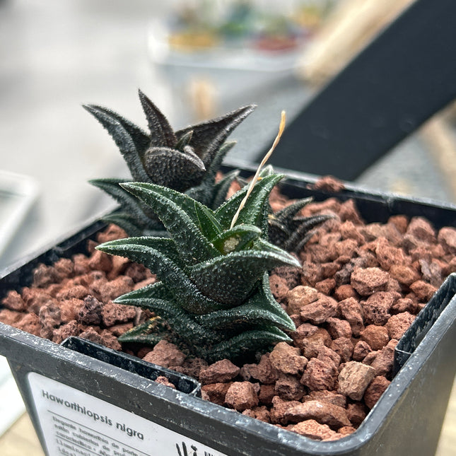 Haworthiopsis nigra var. nigra