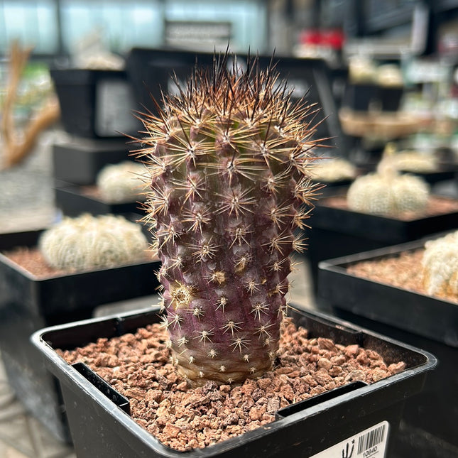 Neoporteria villosa aff.