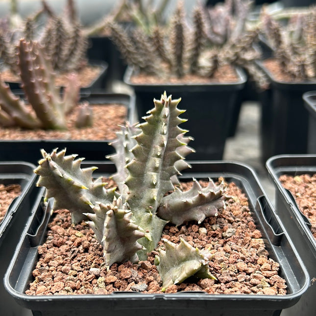 Huernia macrocarpa