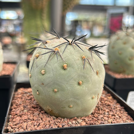 Tephrocactus geometricus ‘Diablo’