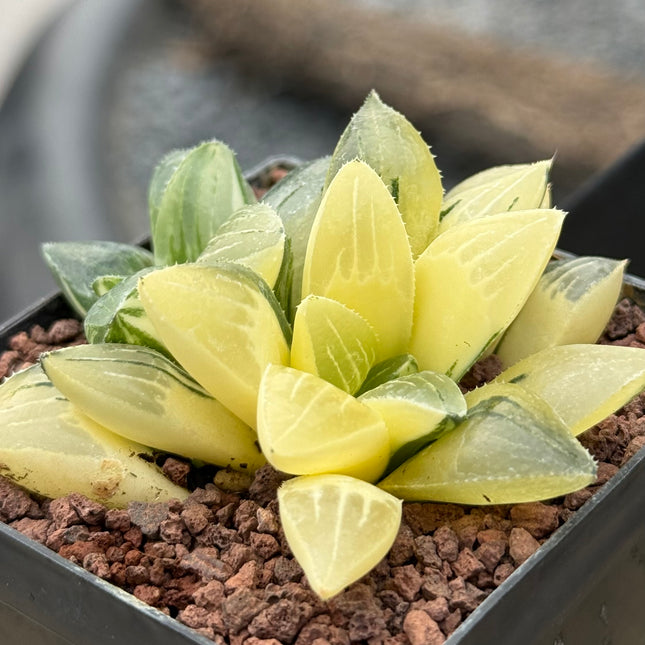 Haworthia retusa mutica f. variegate