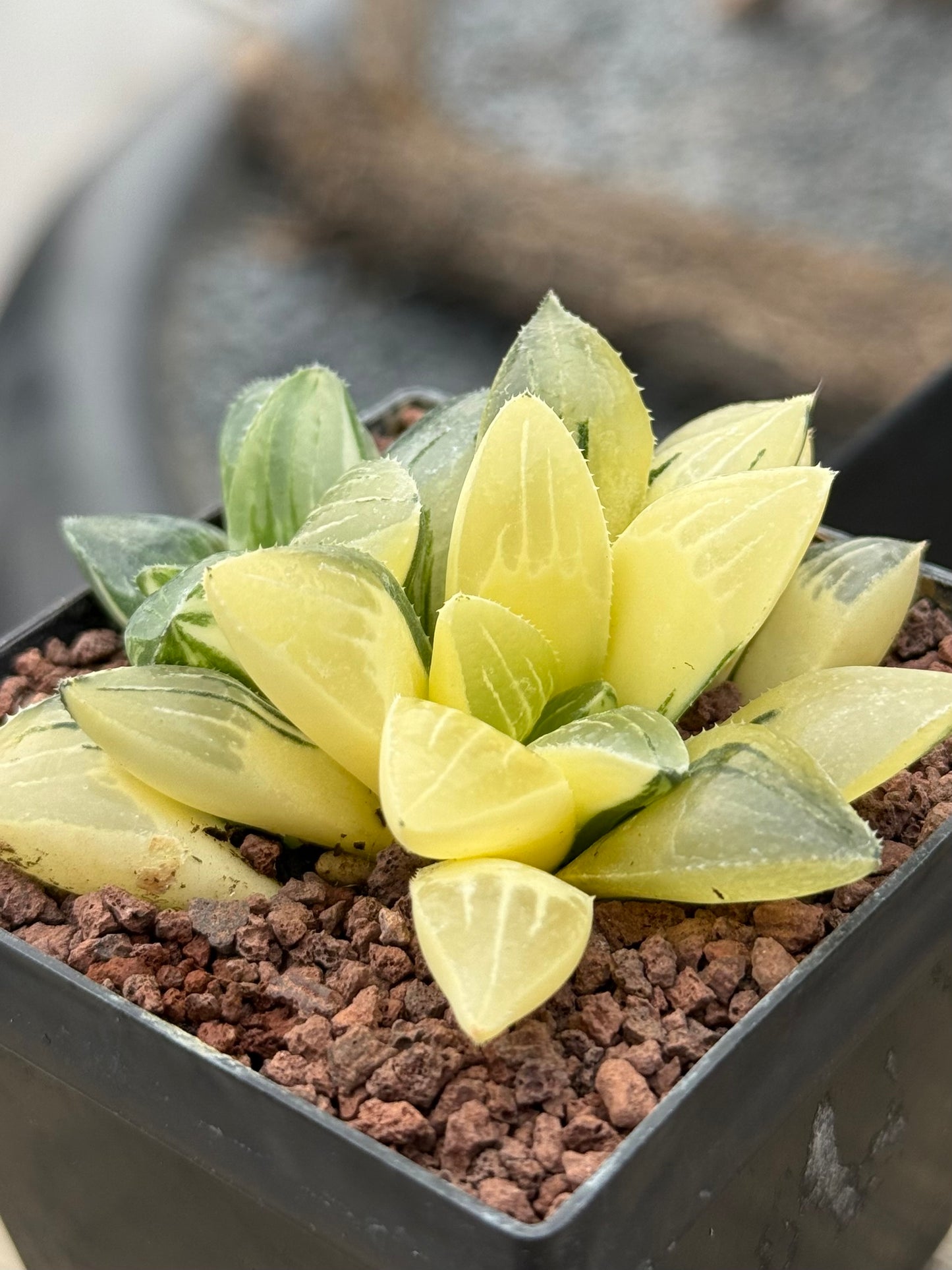 Haworthia retusa mutica f. variieren