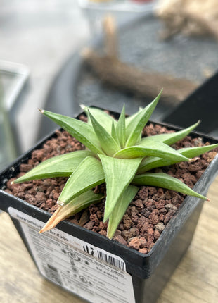 Haworthiopsis limifolia var. ubomboensis