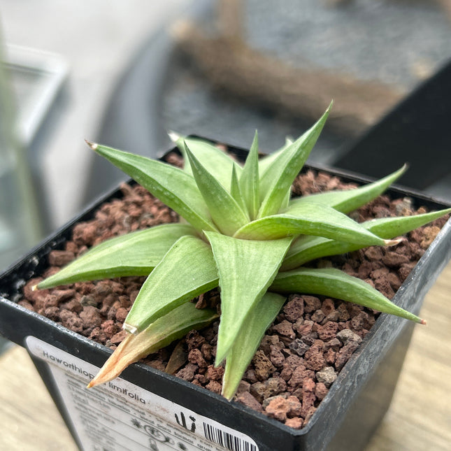 Haworthiopsis limifolia var. ubomboensis