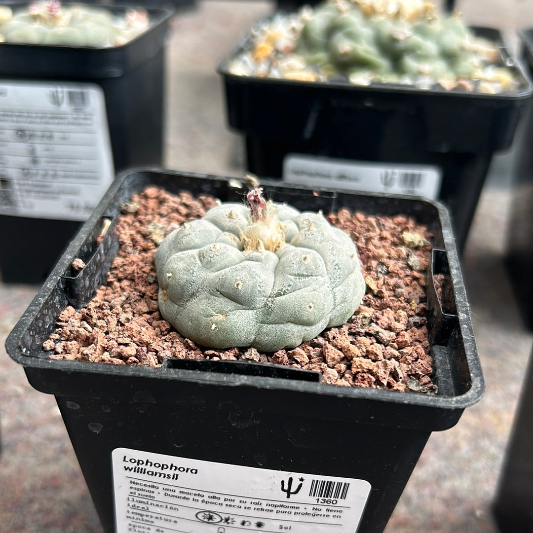 Lophophora williamsii (Peyote)