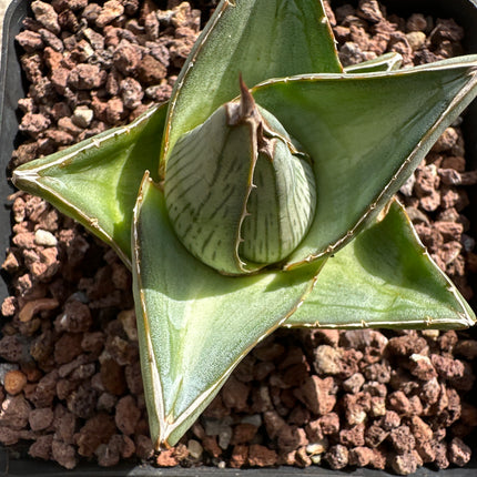 Agave macroacantha f. blue | Maguey à épines noires
