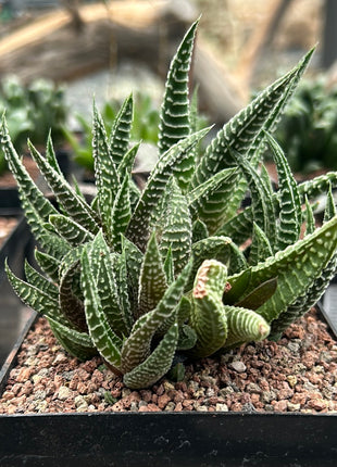 Haworthiopsis scabra x limifolia striata