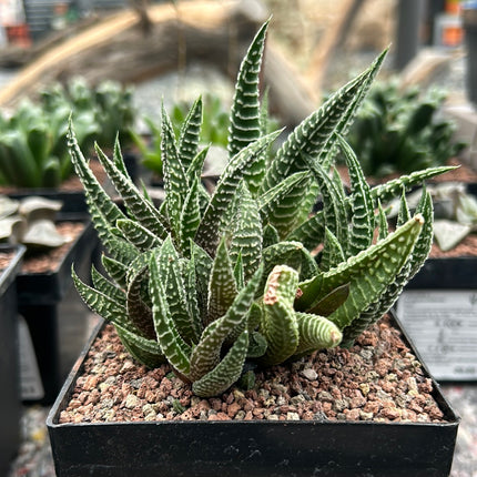 Haworthiopsis scabra x limifolia striata