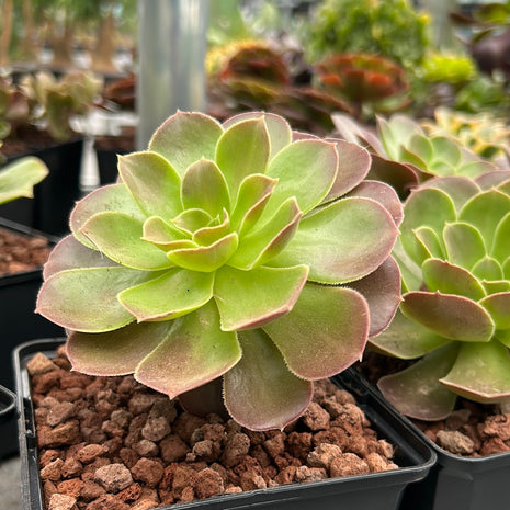 Aeonium-Granatapfel