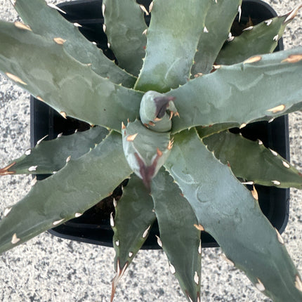 Agave utahensis var. nevadensis | Maguey de Nevada
