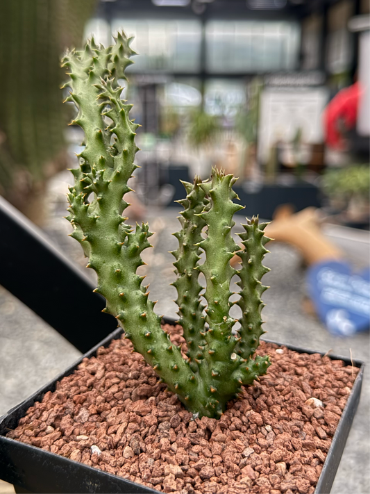 Edithcolea grandis