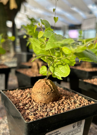 Dioscorea elephantipes “Planta Tortuga”