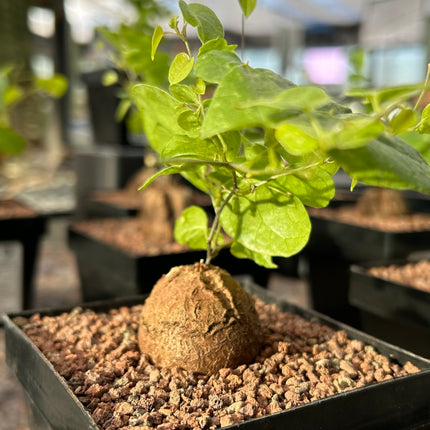 Dioscorea elephantipes “Planta Tortuga”