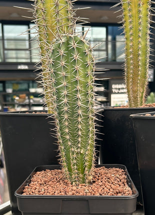 Pachycereus pecten-aboriginum