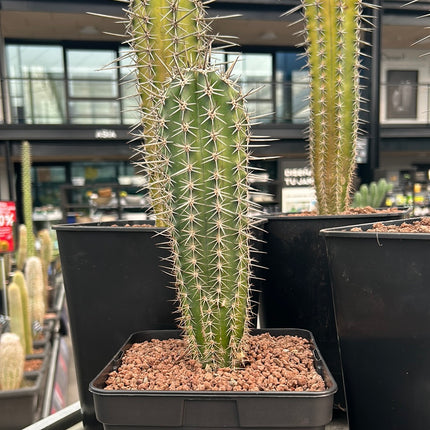 Pachycereus pecten-aboriginum