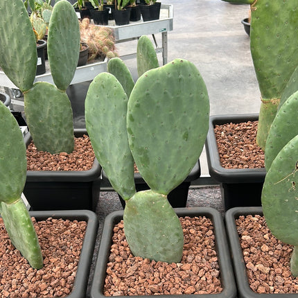 Opuntia Titania