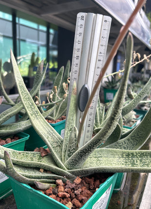 Gasteria acinacifolia-Alge