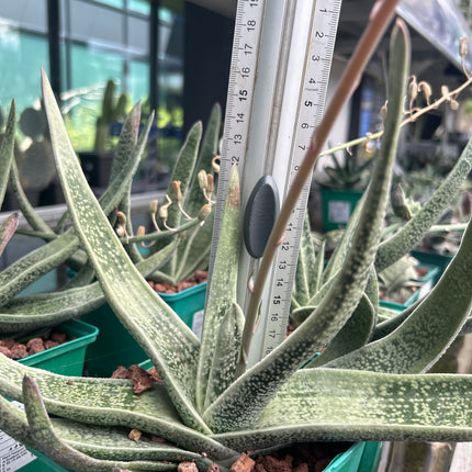 Gasteria acinacifolia-Alge