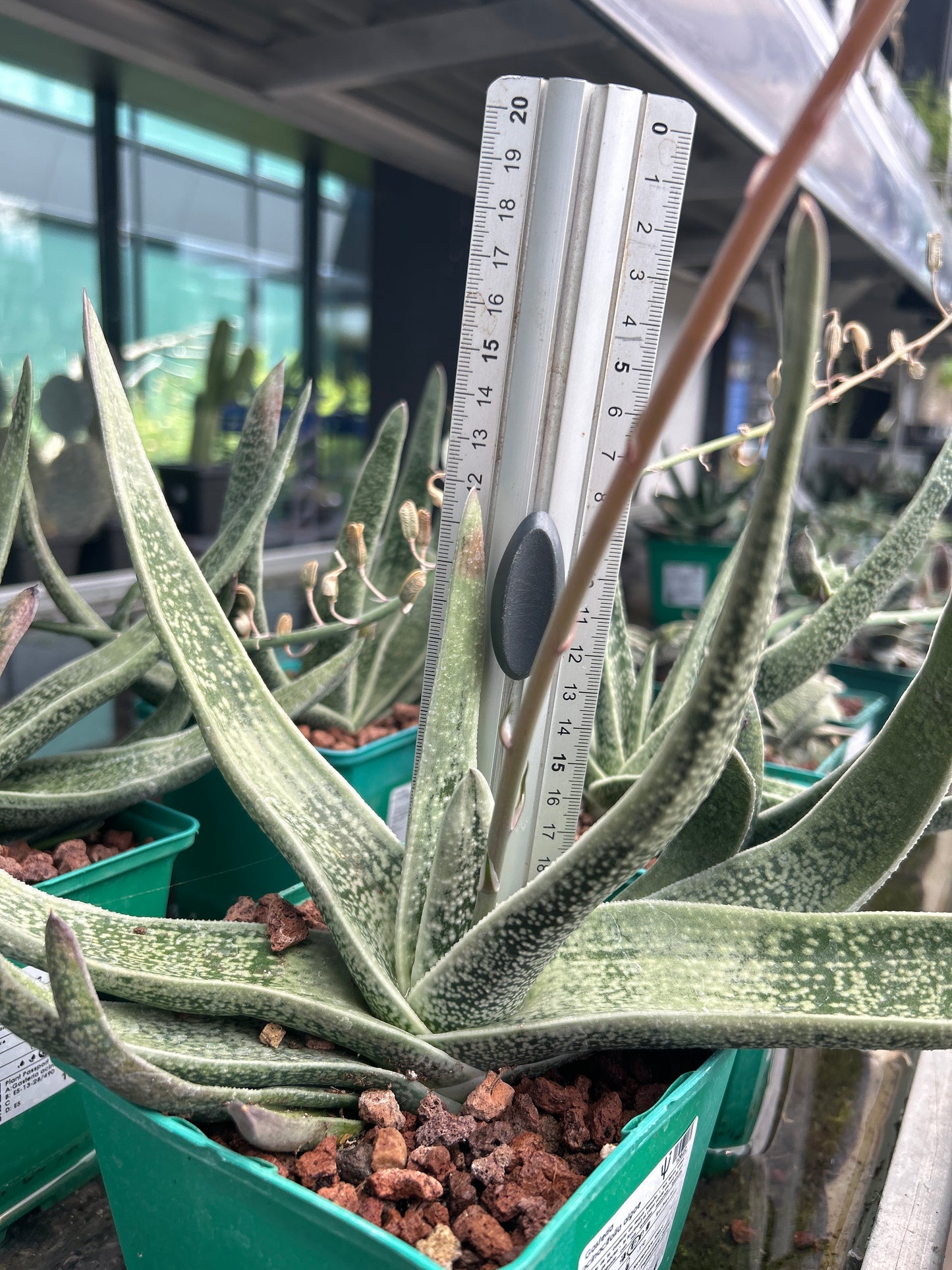 Gasteria acinacifolia algae