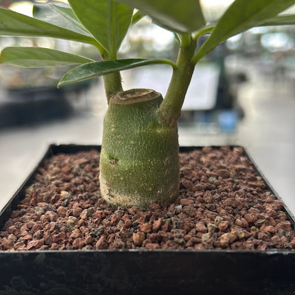 Adenium obesum