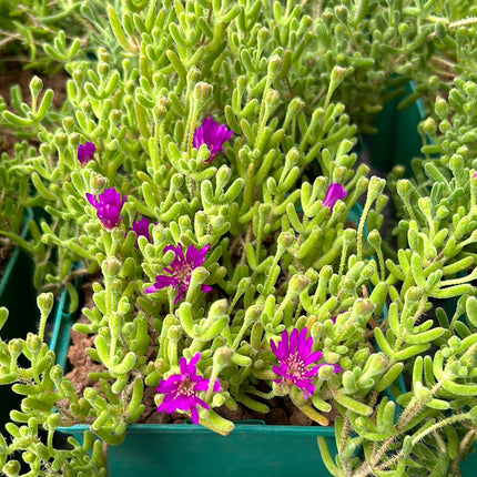 Drosanthemum floribundum